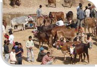 Nalwari Cattle Fair, Bilaspur