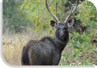 Himachal Pradesh Wildlife Tour