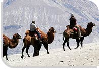 Double Humped Camel Ride Ladakh