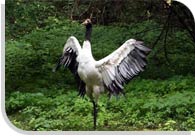 Black Necked Crane, Ladakh Wildlife Tour