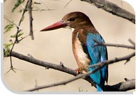 Bharatpur Bird Sanctuary