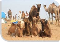 Pushkar Fair, Rajasthan