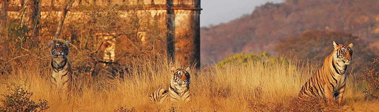 Ranthambore National Park Tour Packages