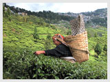 Darjeeling Tea Garden