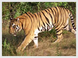 Tiger at Sanctuary