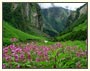 Valley of Flowers