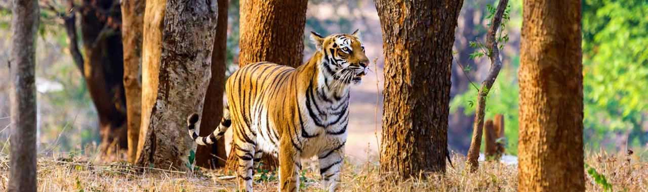 Uttaranchal Wildlife Tours